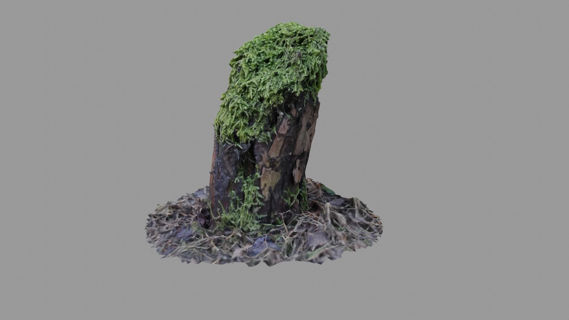 Forest stump scan pack collection 3D model 3D model_6