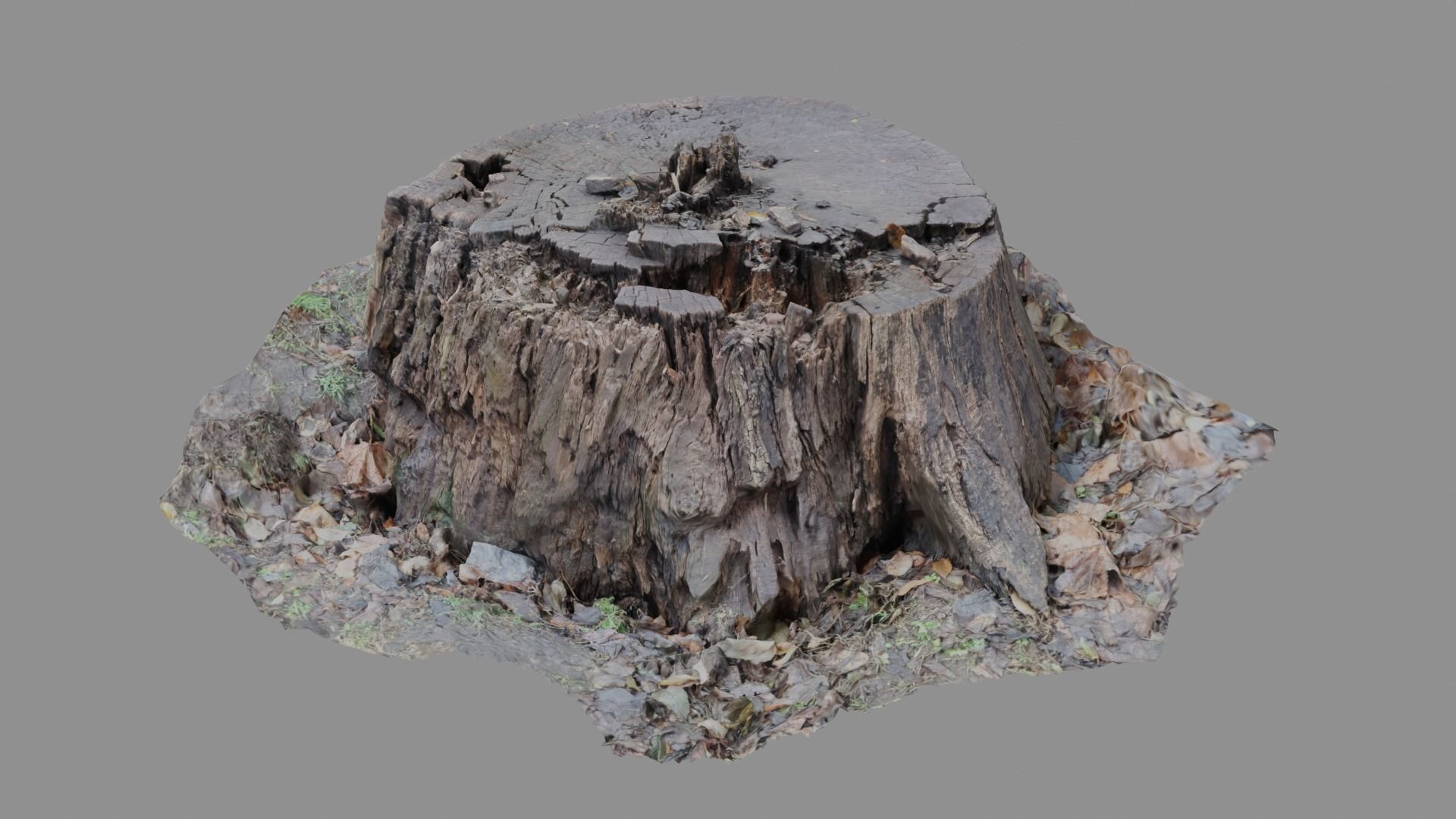 Forest stump scan pack collection 3D model 3D model_2