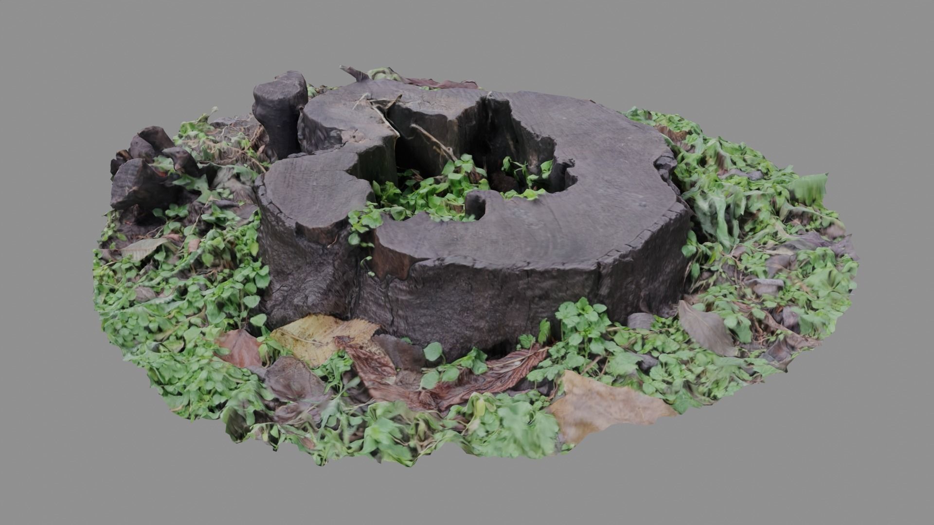 Forest stump scan pack collection 3D model 3D model_3