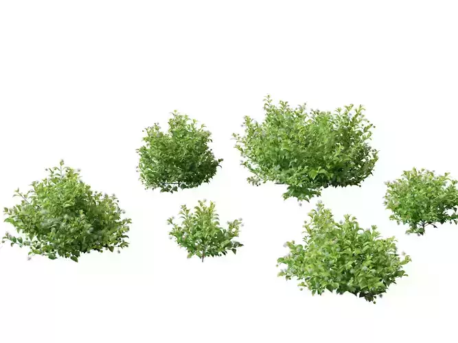 Cephalanthus occidentalis - Buttonbush 3D model