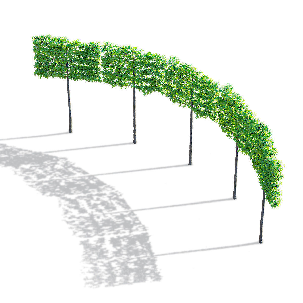 Liquidambar spalier tree 3D model_7