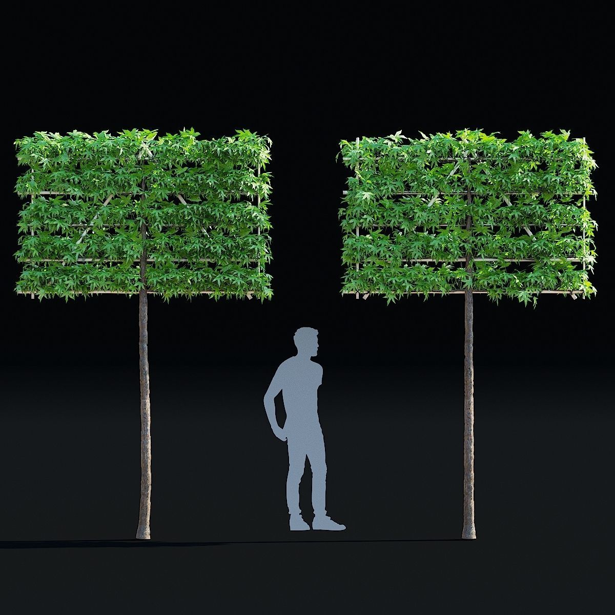 Liquidambar spalier tree 3D model_1