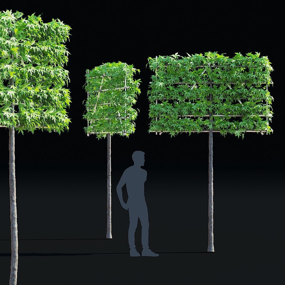 Liquidambar spalier tree 3D model_3