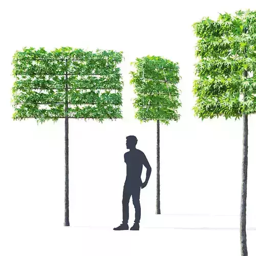  Liquidambar spalier tree