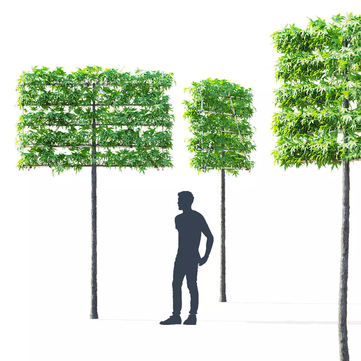 Liquidambar spalier tree 3D model_0