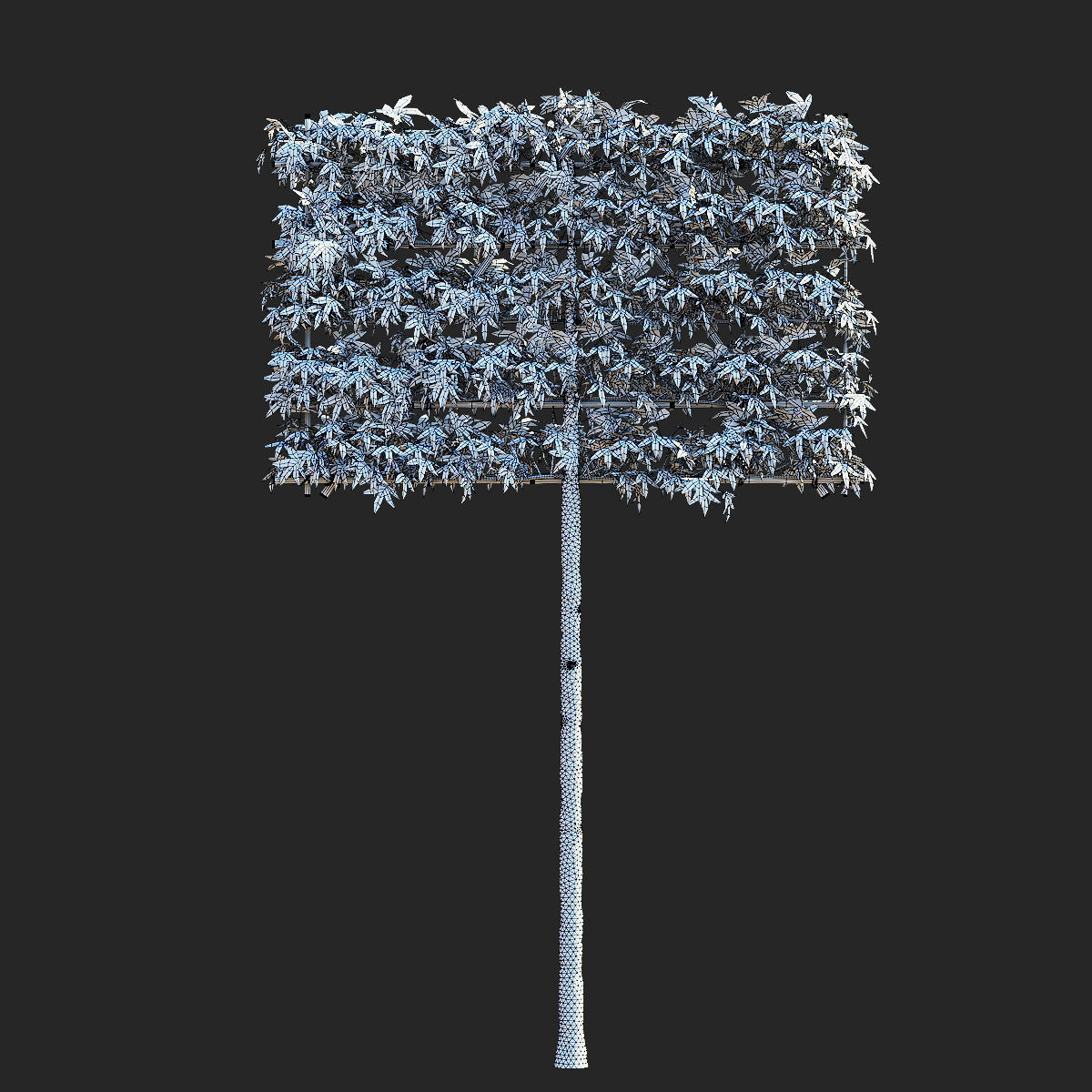 Liquidambar spalier tree 3D model_5