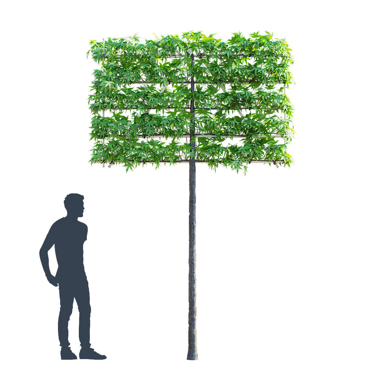 Liquidambar spalier tree 3D model_4