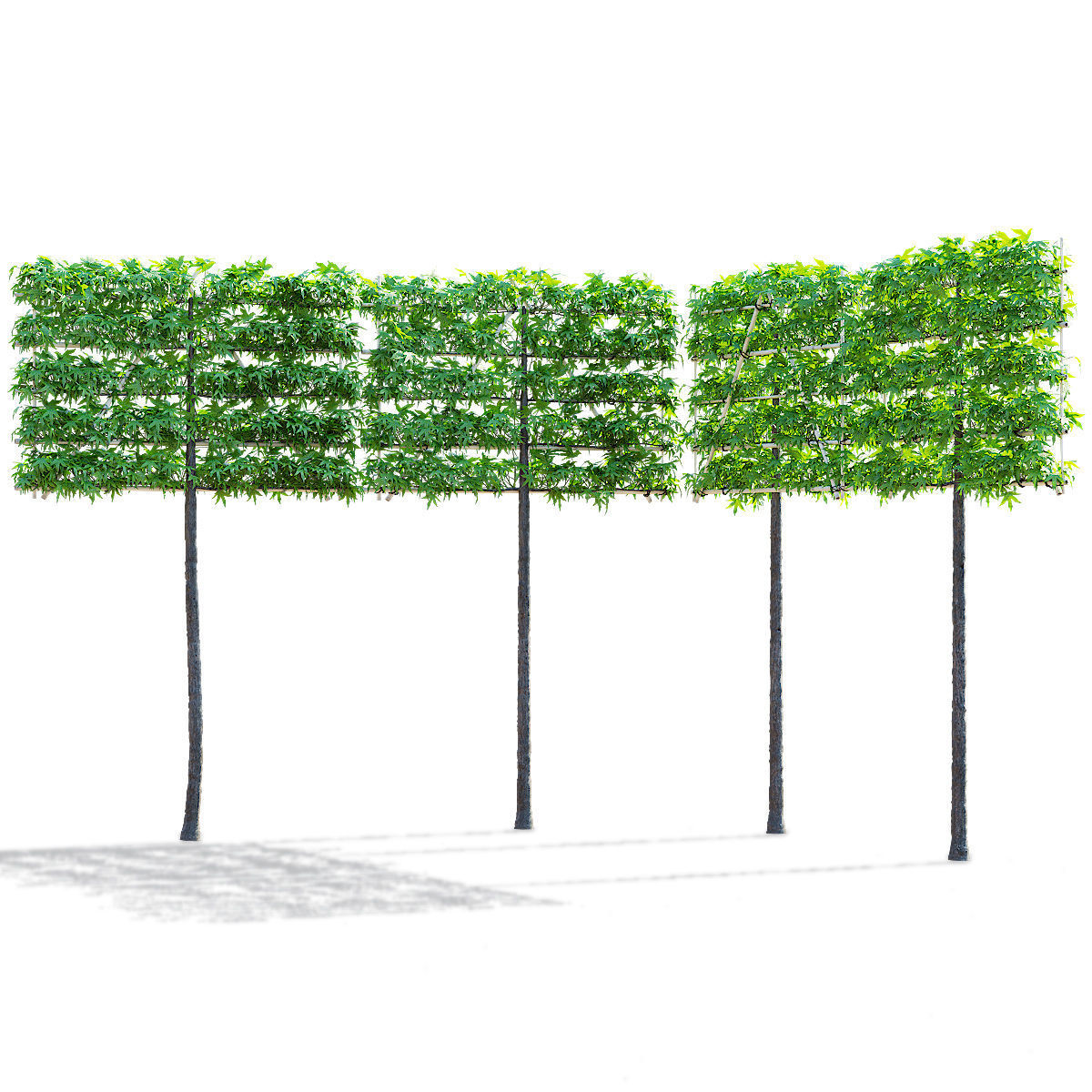 Liquidambar spalier tree 3D model_6