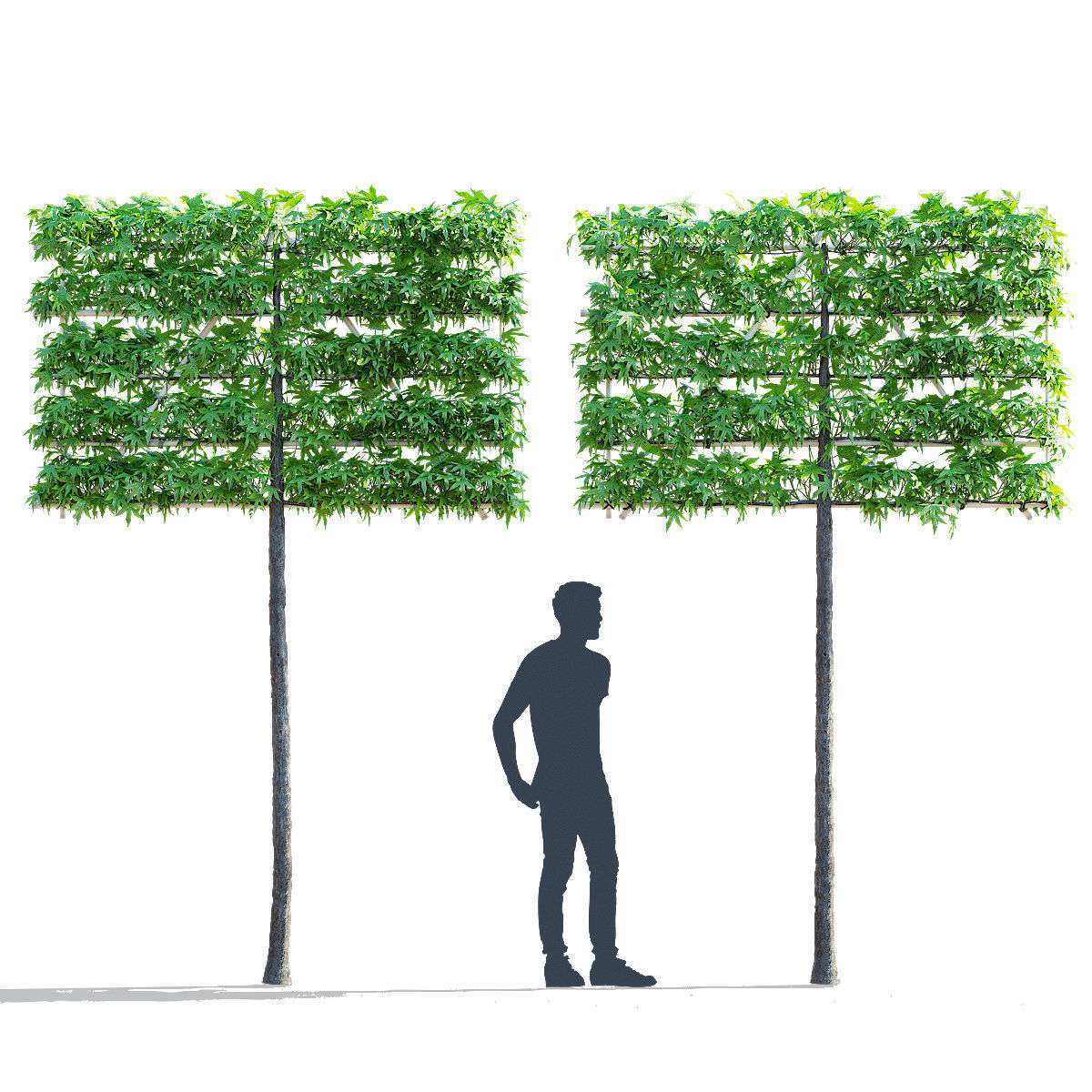 Liquidambar spalier tree 3D model_2