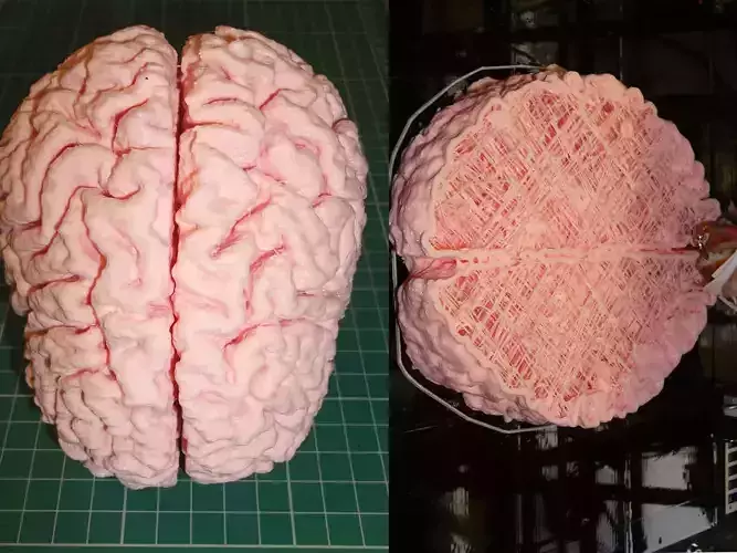 Human brain 3dstl printer Free 3D print model