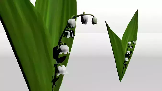 Lily of the Valley