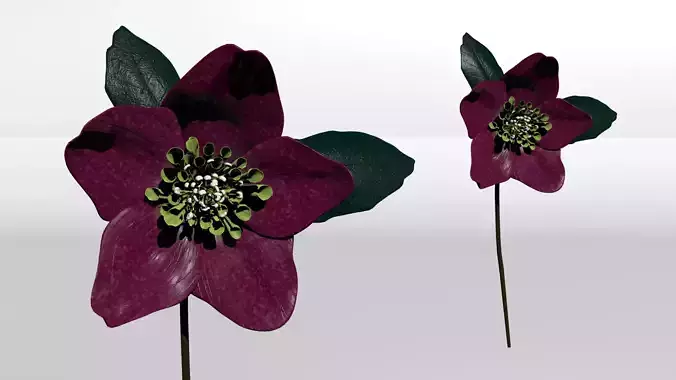 Hellebore 3D model