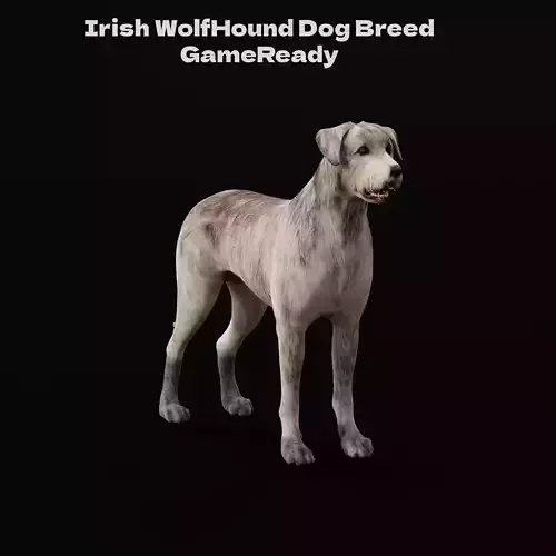 Irish Wolfhound Dog Low-poly 3D model