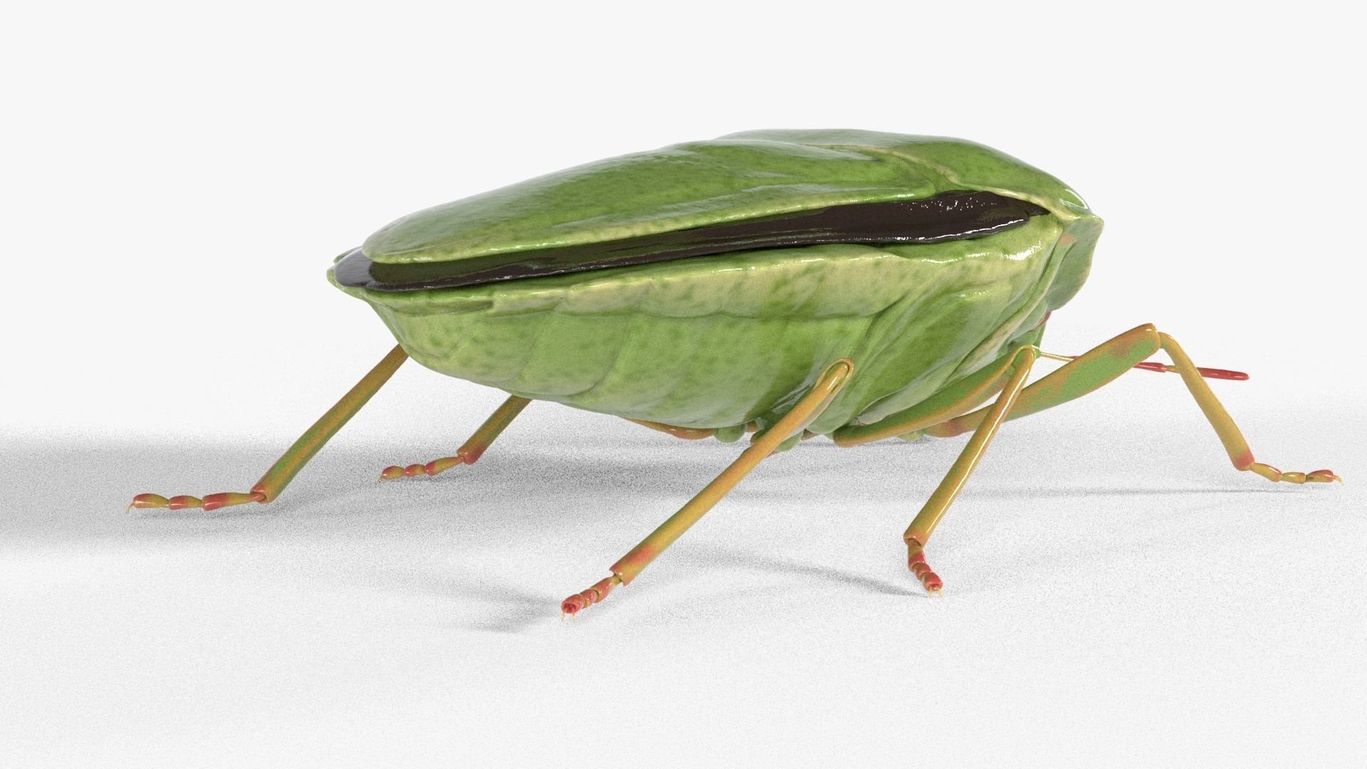 4k Stink bug 3D model_6