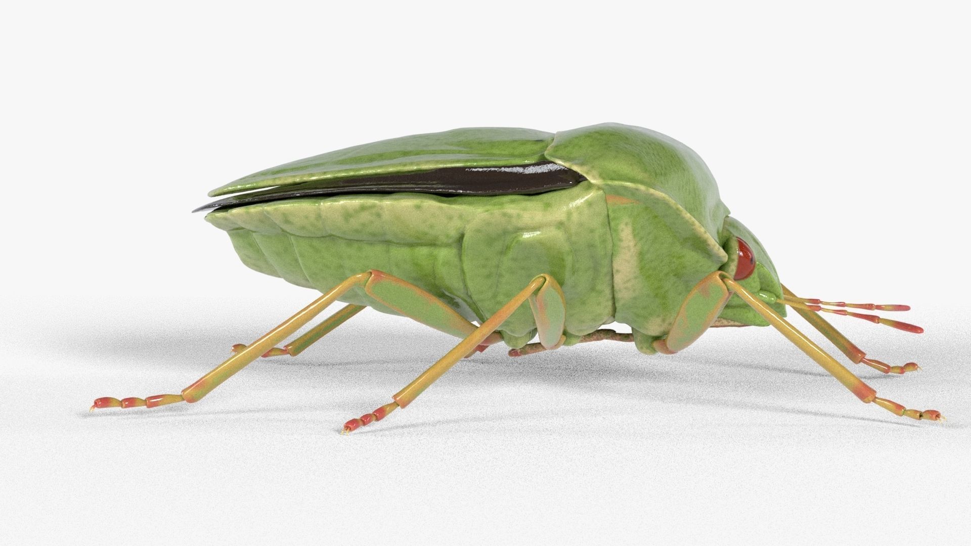 4k Stink bug 3D model_7