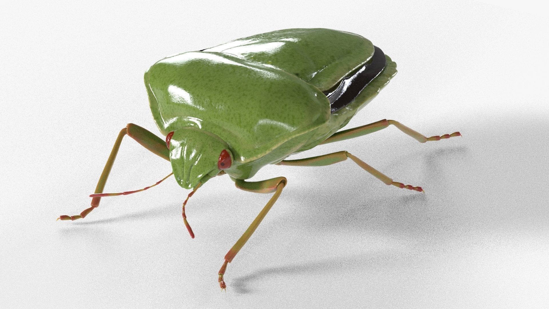 4k Stink bug 3D model_2