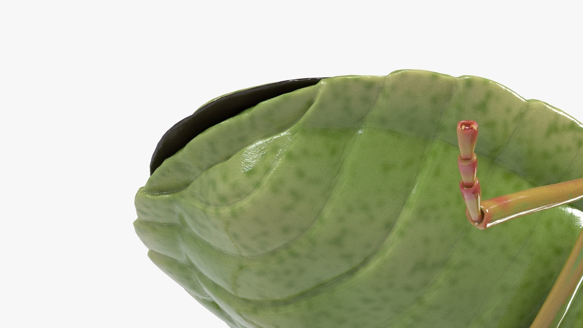 4k Stink bug 3D model_13