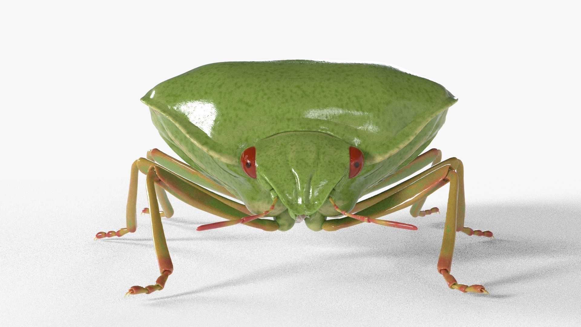 4k Stink bug 3D model_1