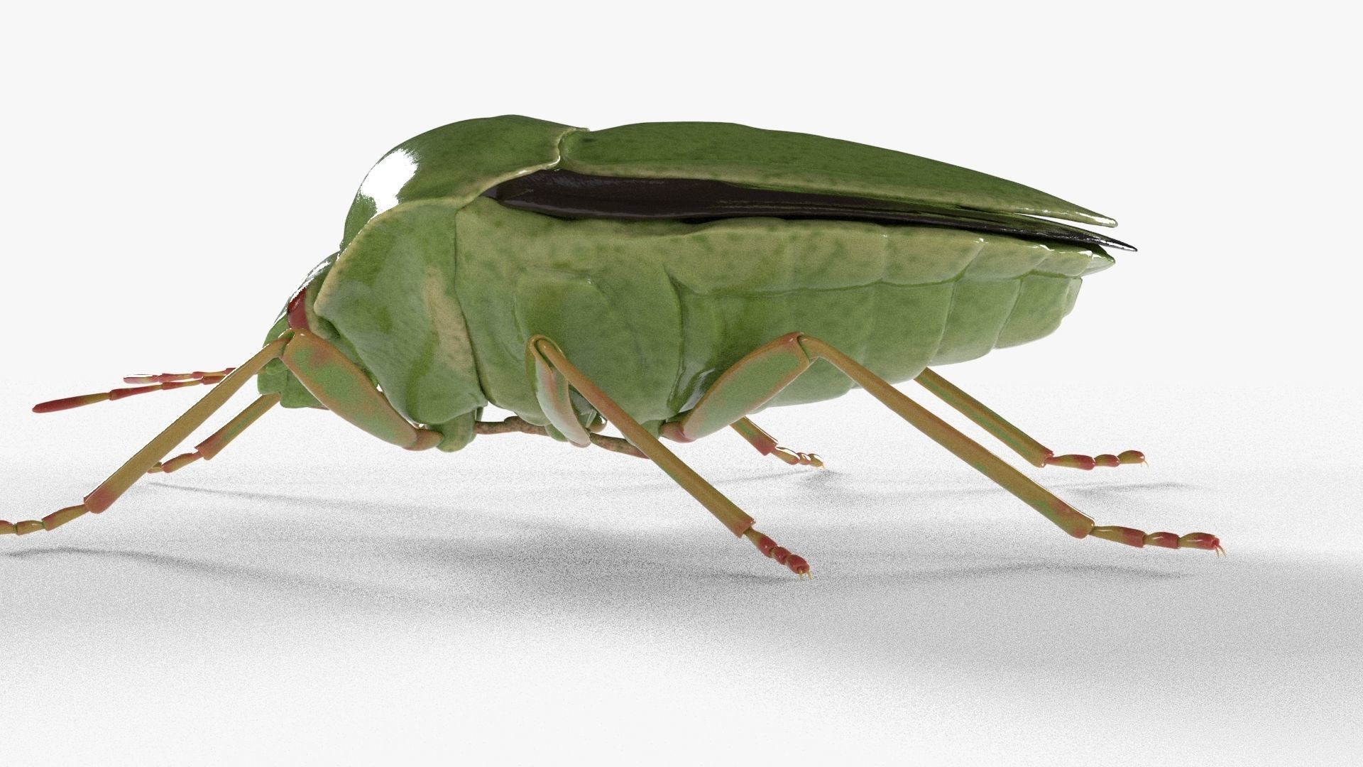 4k Stink bug 3D model_3
