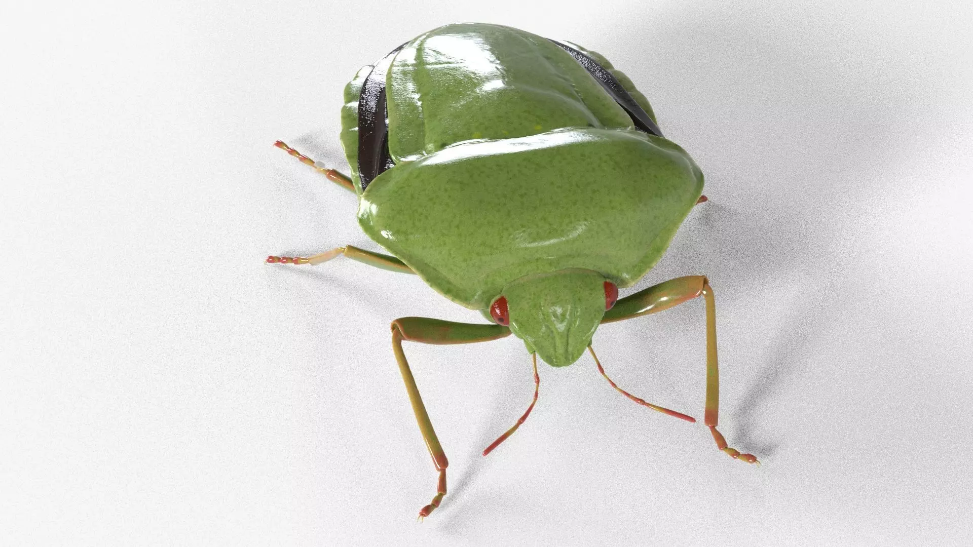 4k Stink bug 3D model_0