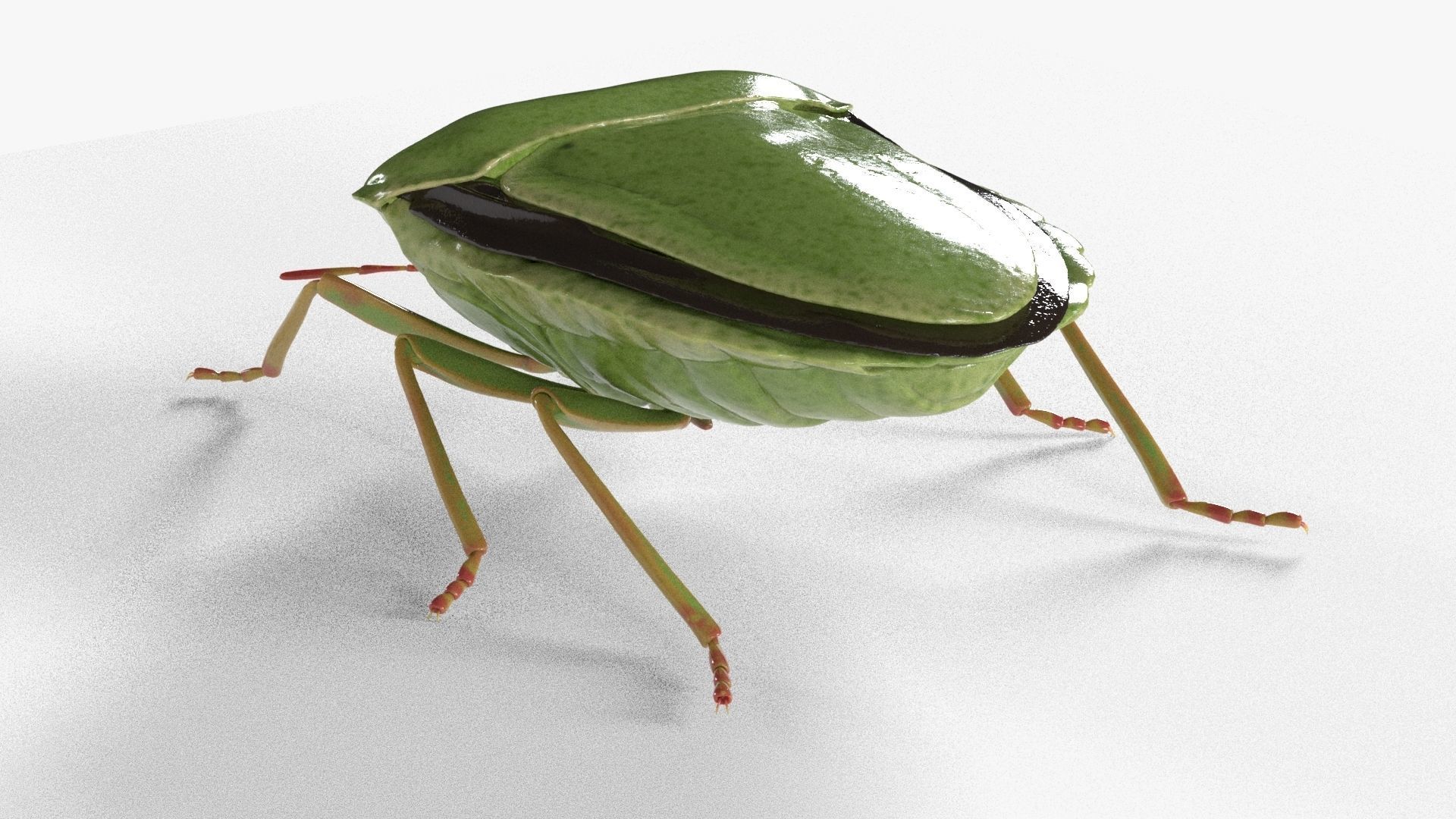 4k Stink bug 3D model_4