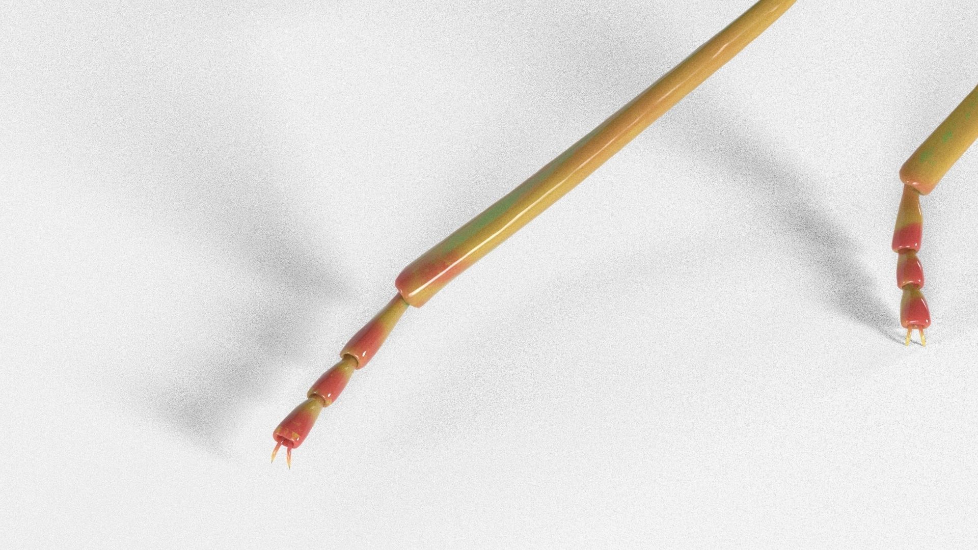 4k Stink bug 3D model_11