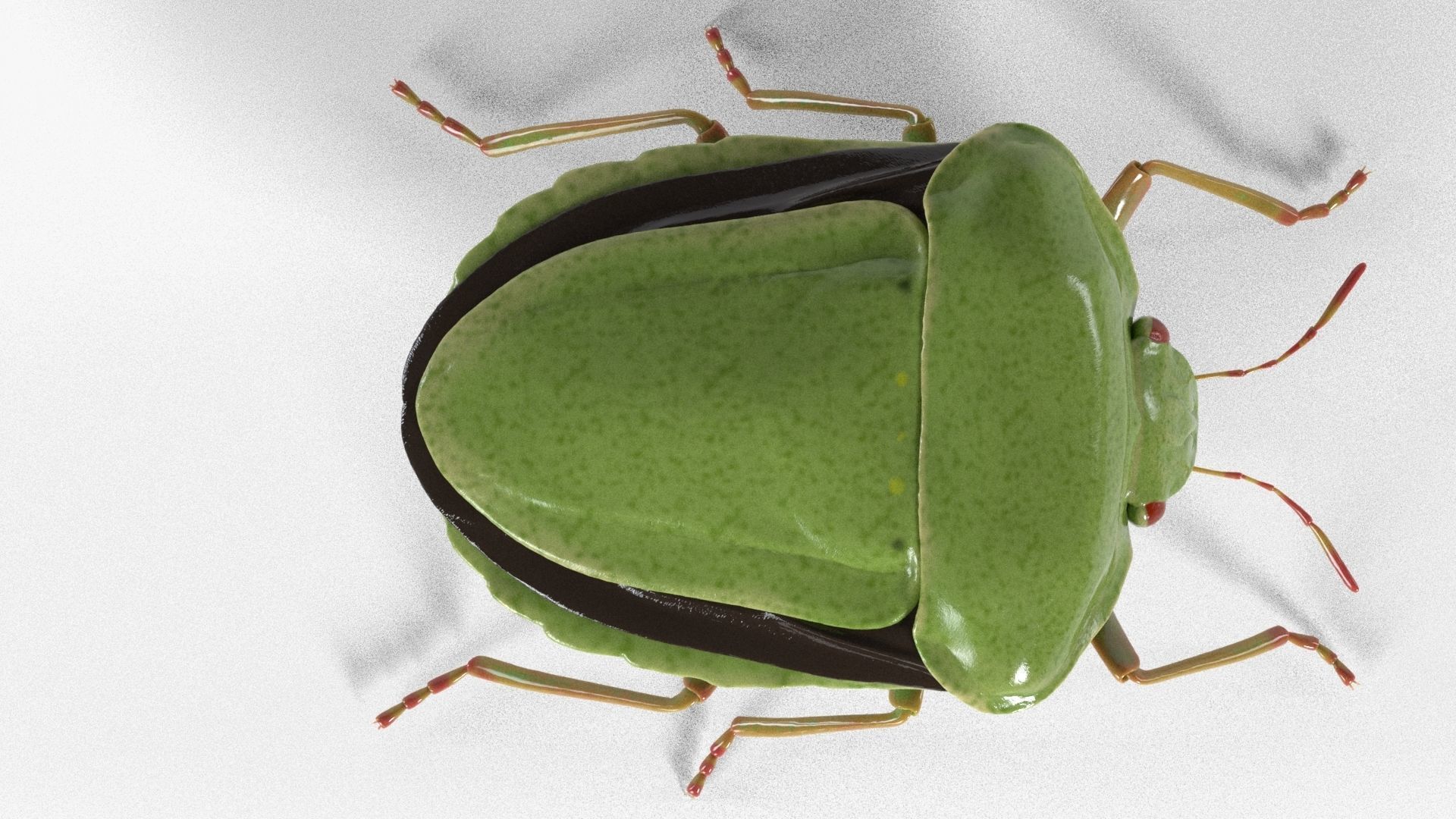 4k Stink bug 3D model_8