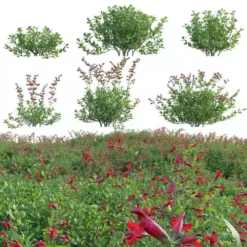 Salvia darcyi - Galeana Red Sage 3D model
