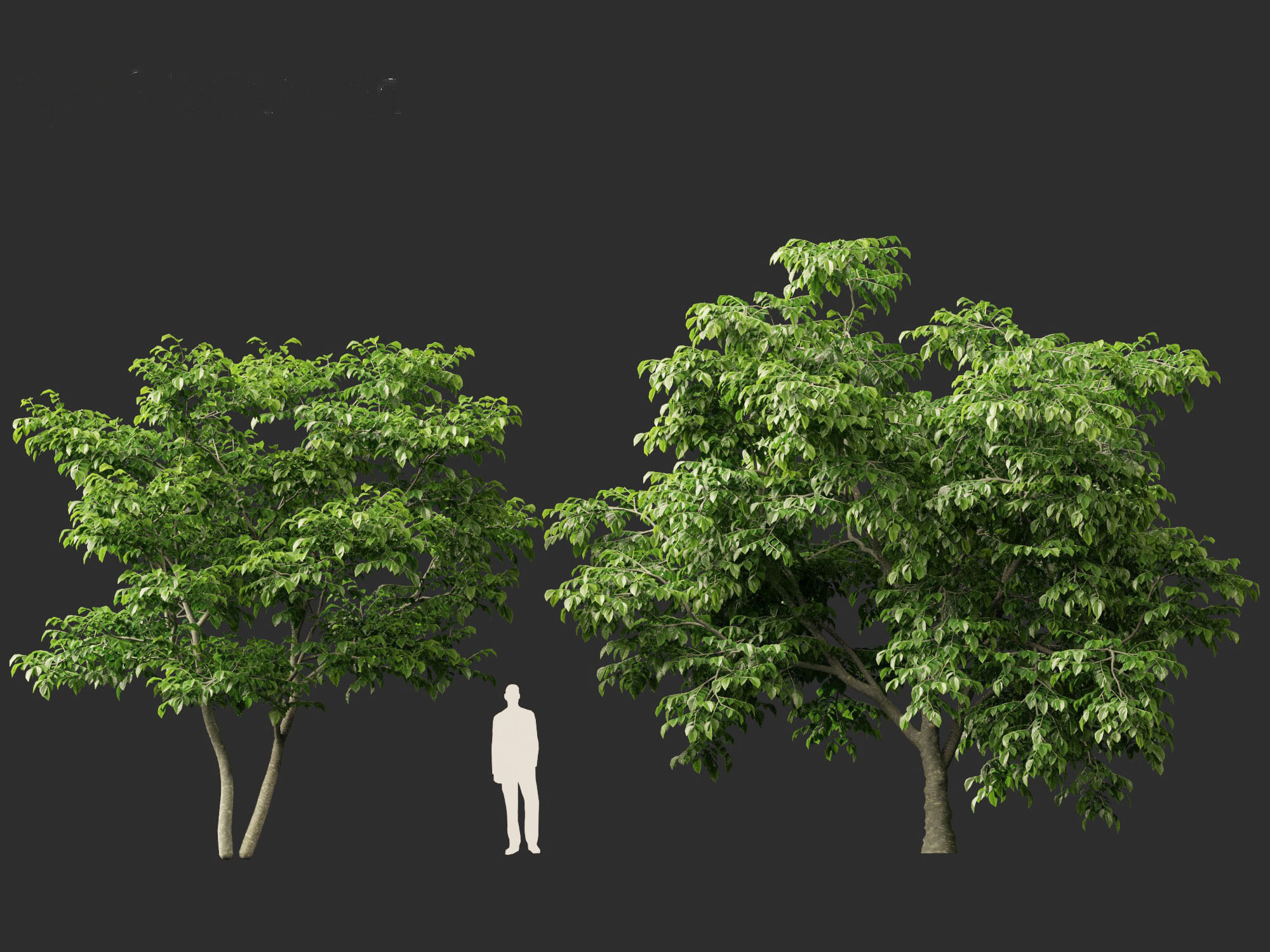 Cladrastis kentukea - American yellowwood 3D model_7