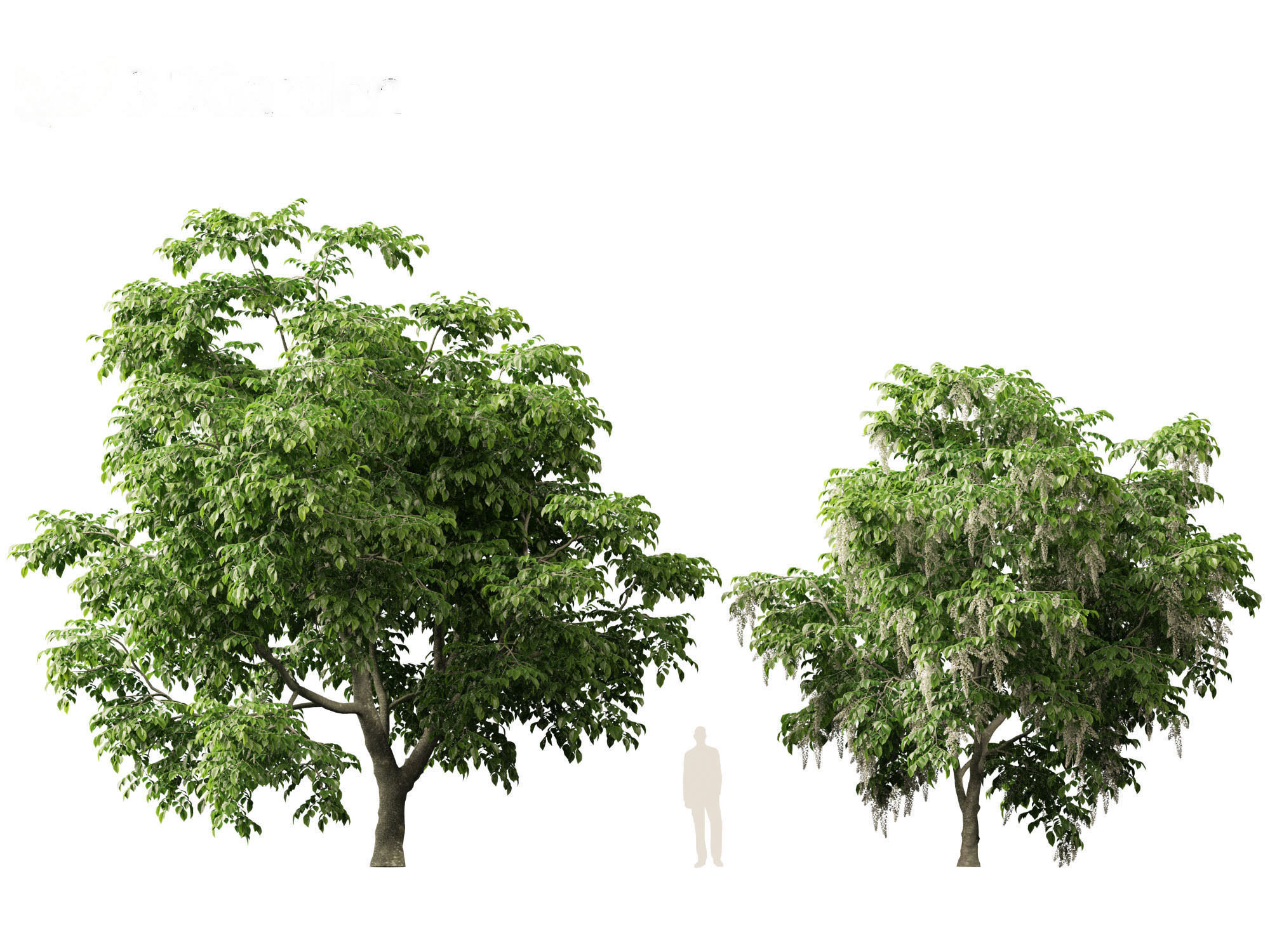 Cladrastis kentukea - American yellowwood 3D model_8