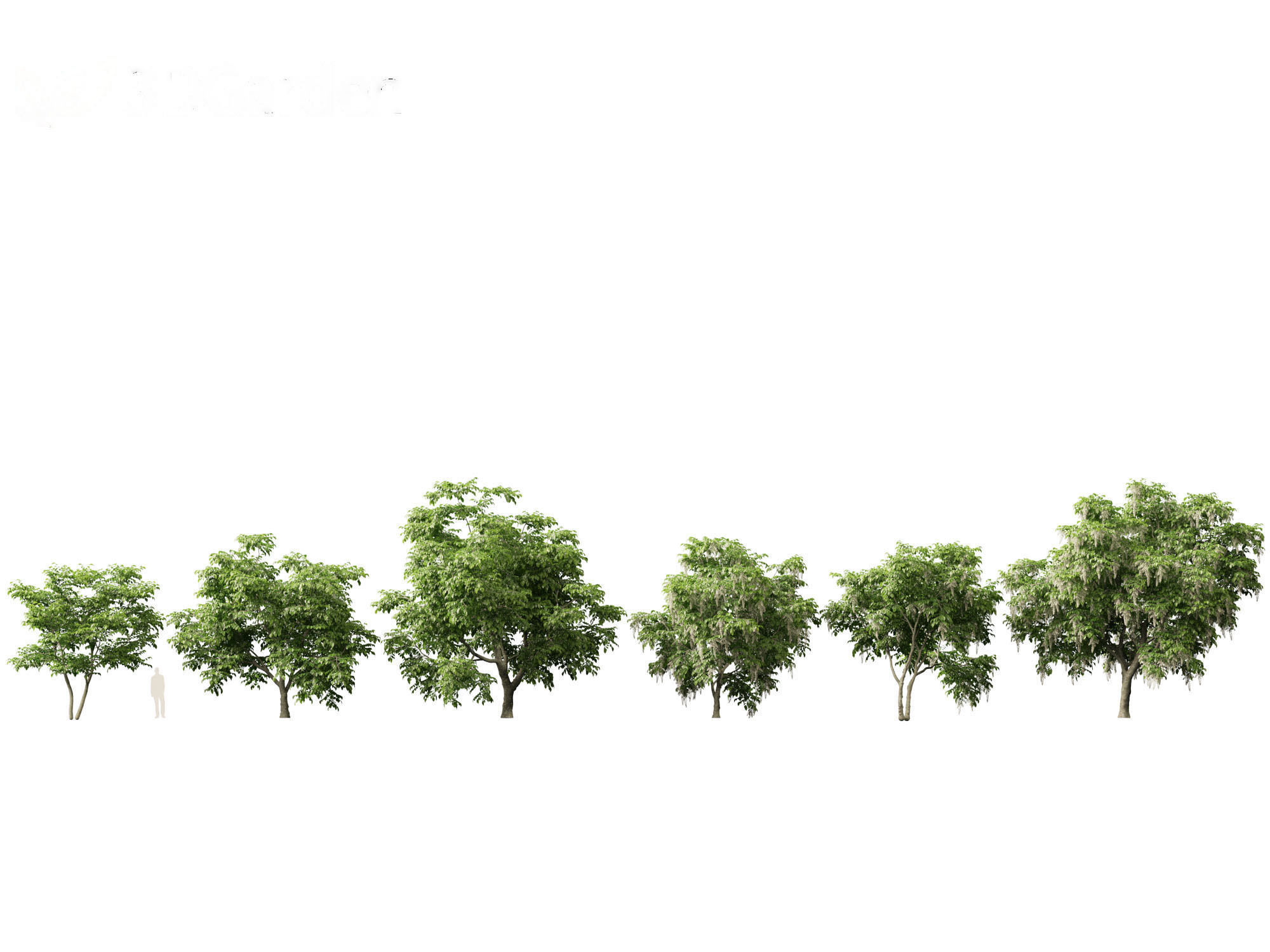 Cladrastis kentukea - American yellowwood 3D model_1