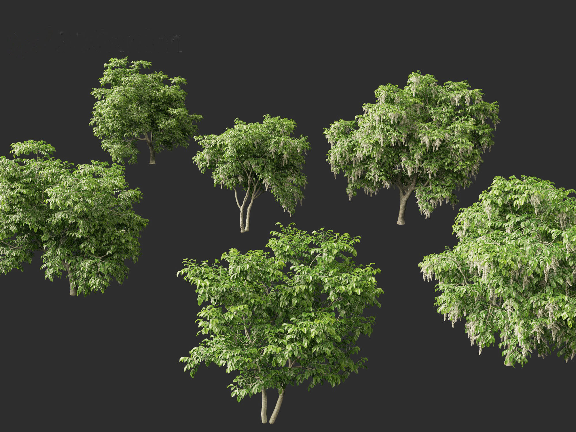 Cladrastis kentukea - American yellowwood 3D model_2