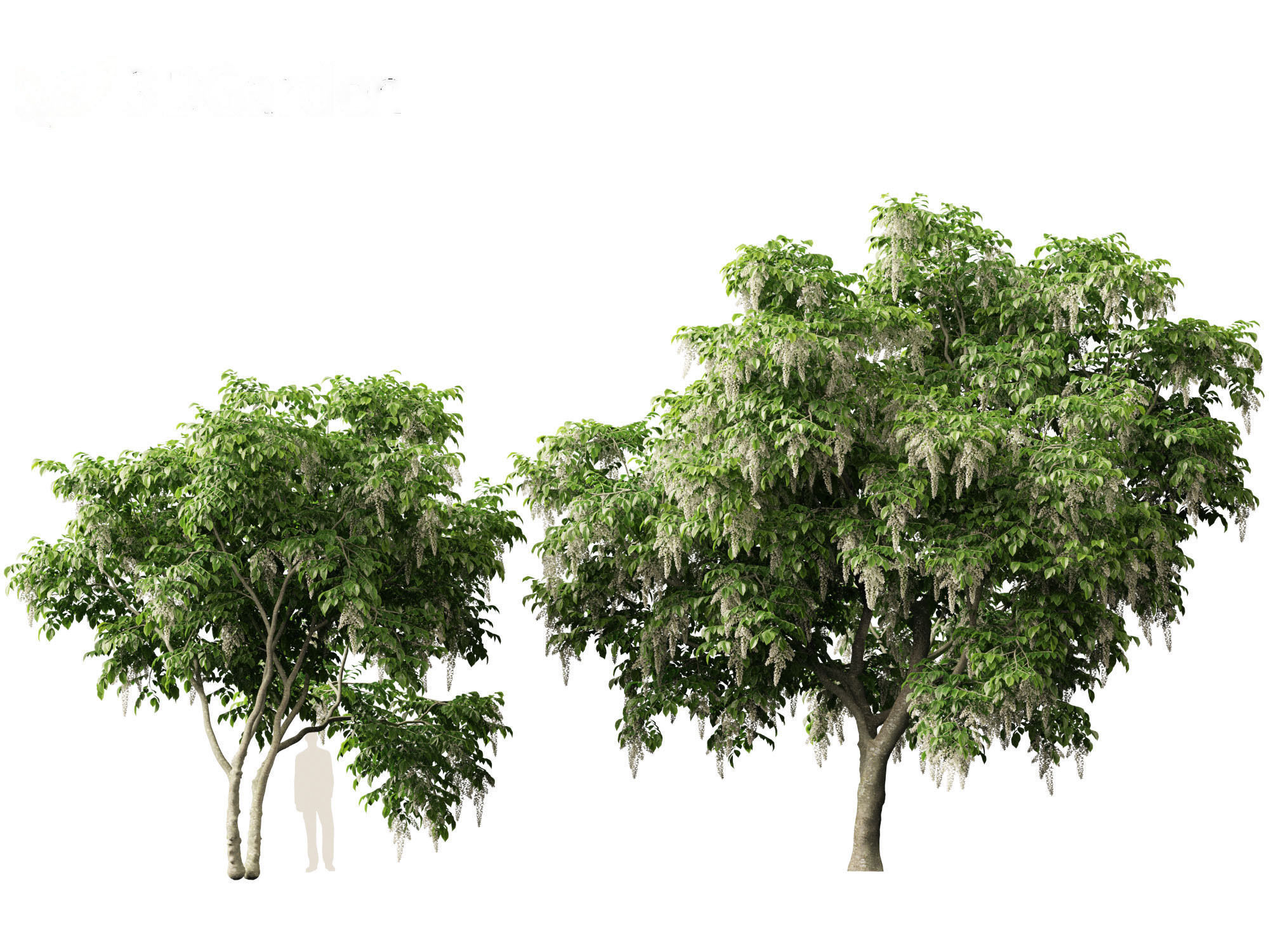 Cladrastis kentukea - American yellowwood 3D model_10