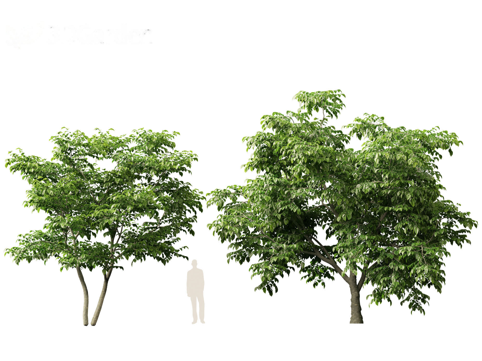 Cladrastis kentukea - American yellowwood 3D model_6