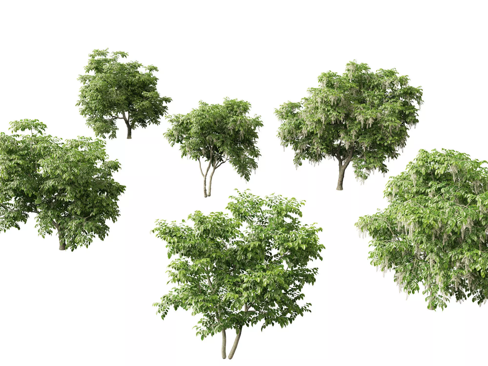 Cladrastis kentukea - American yellowwood 3D model_0