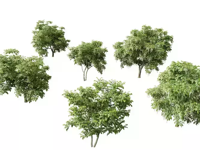 Cladrastis kentukea - American yellowwood 3D model