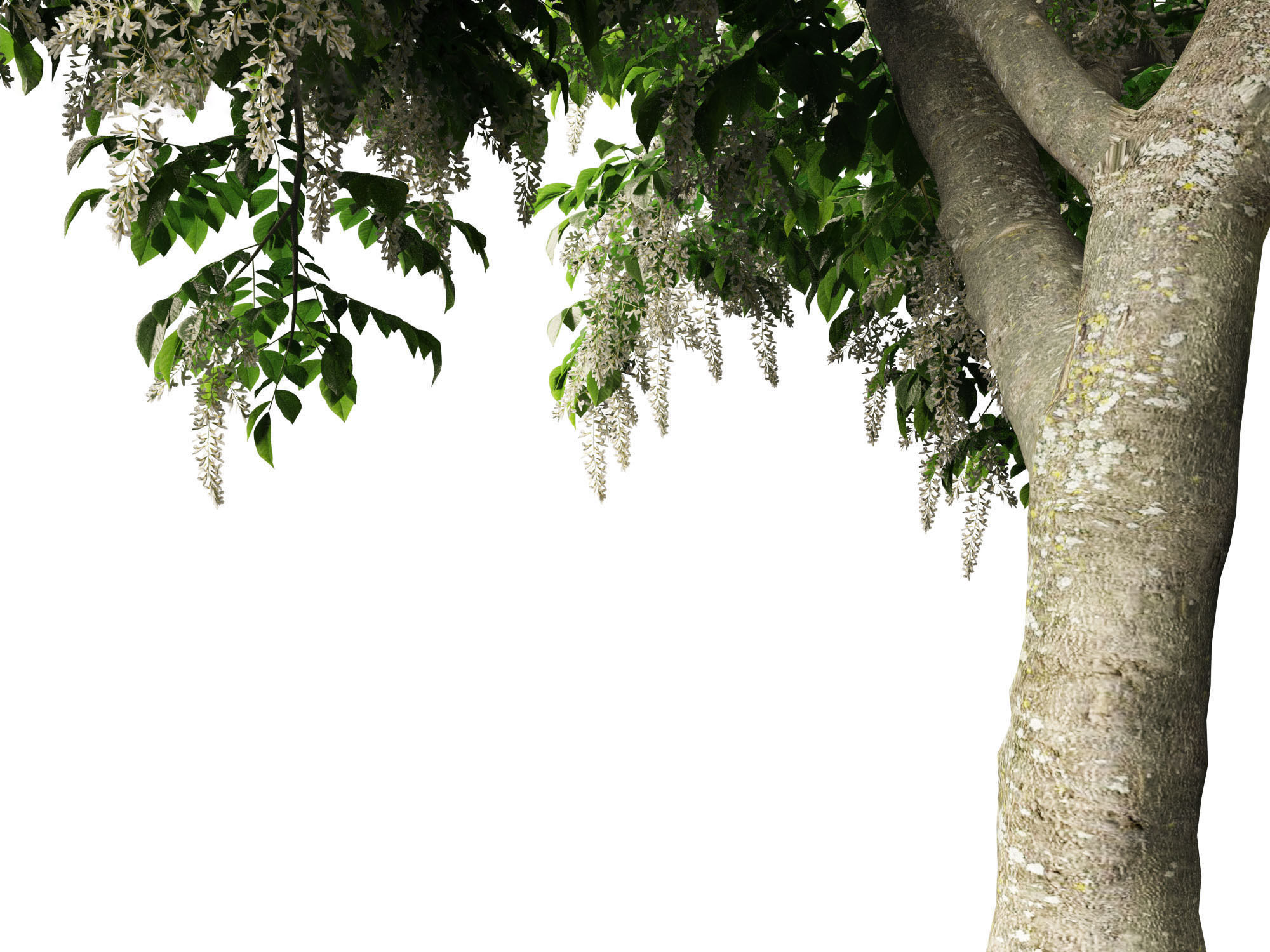 Cladrastis kentukea - American yellowwood 3D model_3