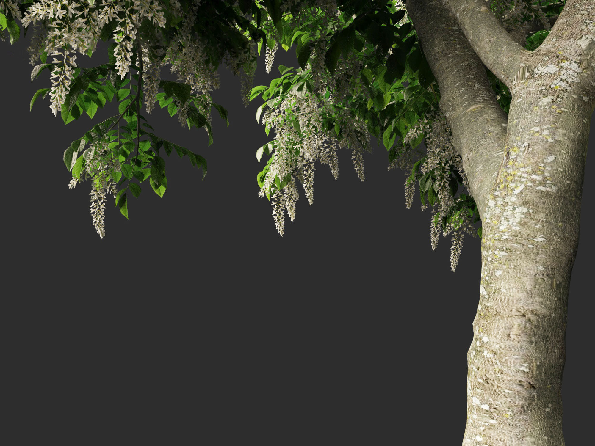 Cladrastis kentukea - American yellowwood 3D model_4