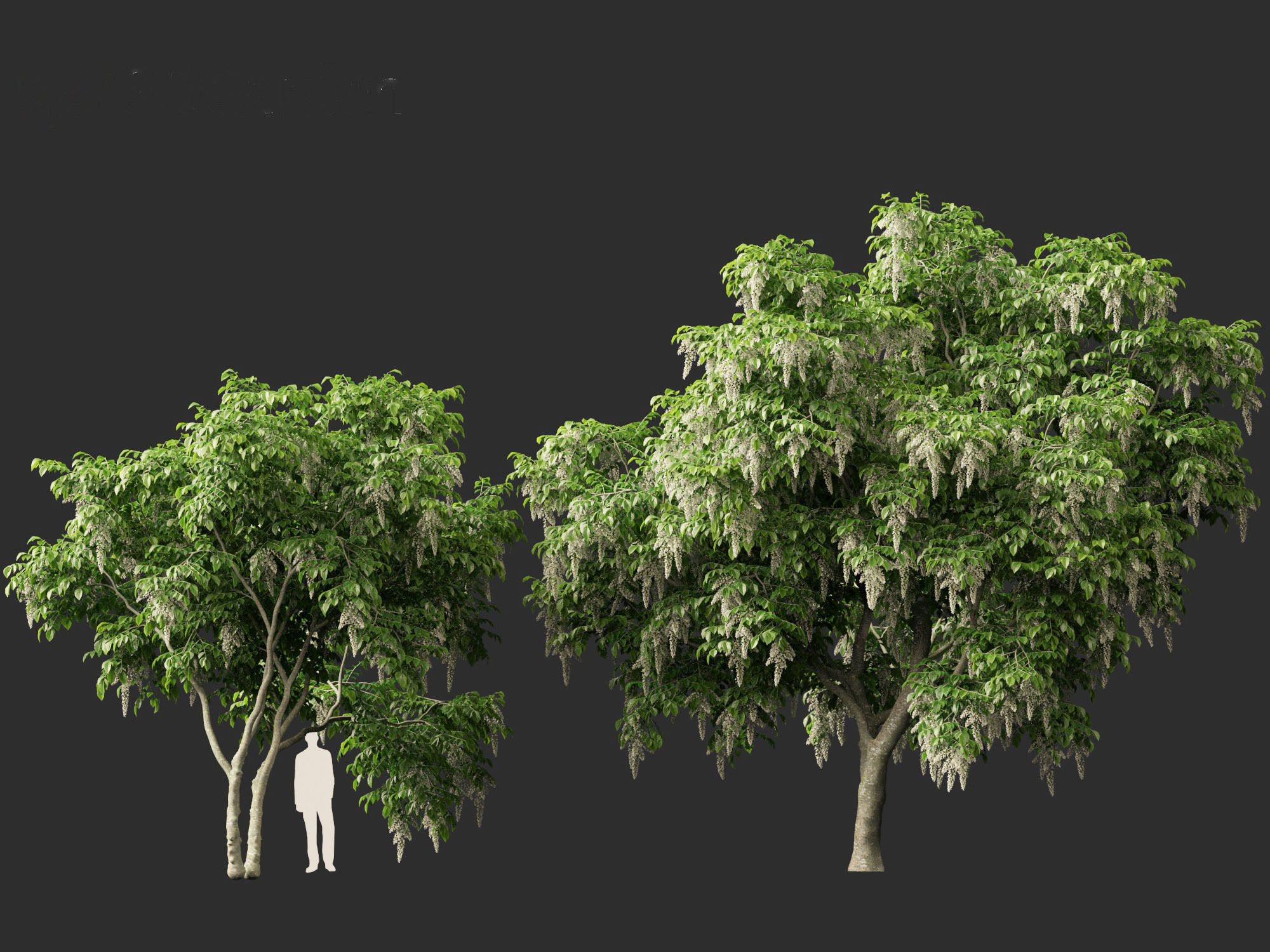 Cladrastis kentukea - American yellowwood 3D model_11