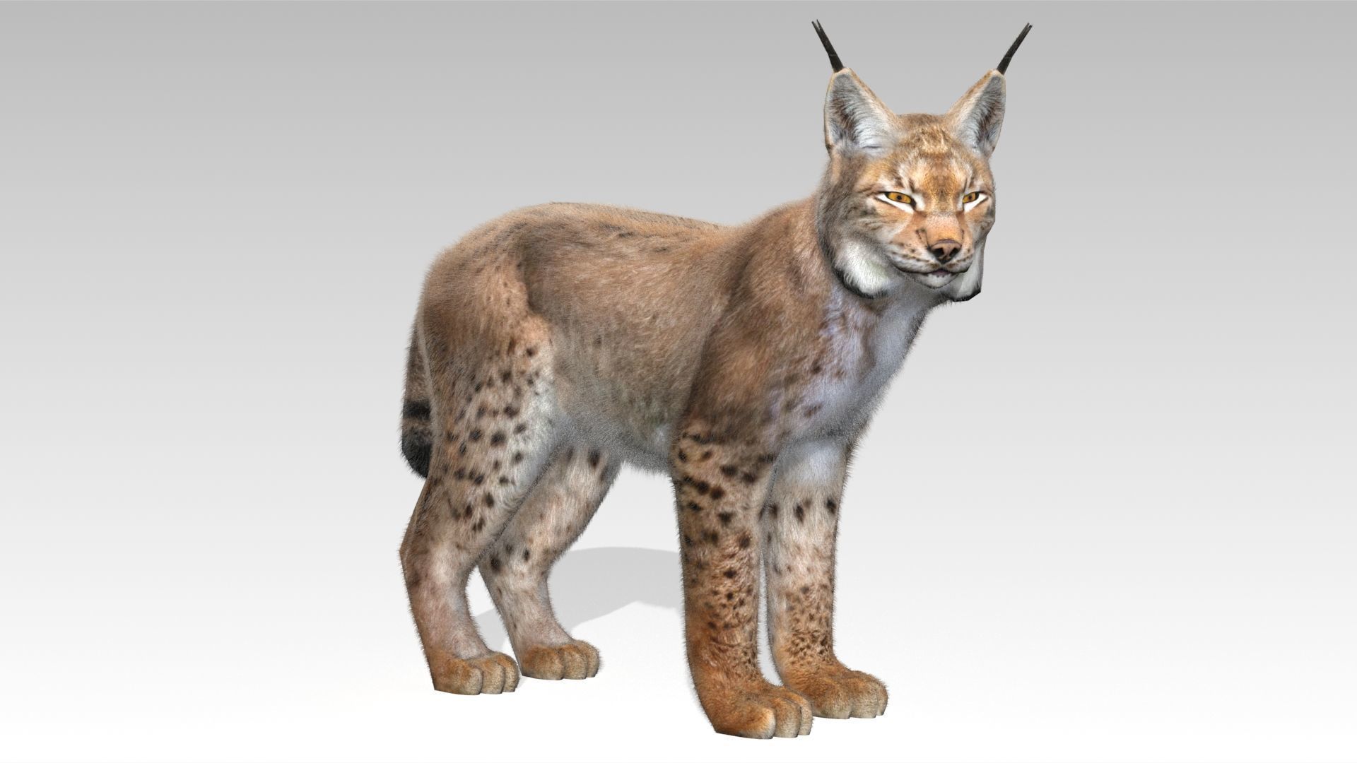 Lynx Animated Low-poly 3D model_11