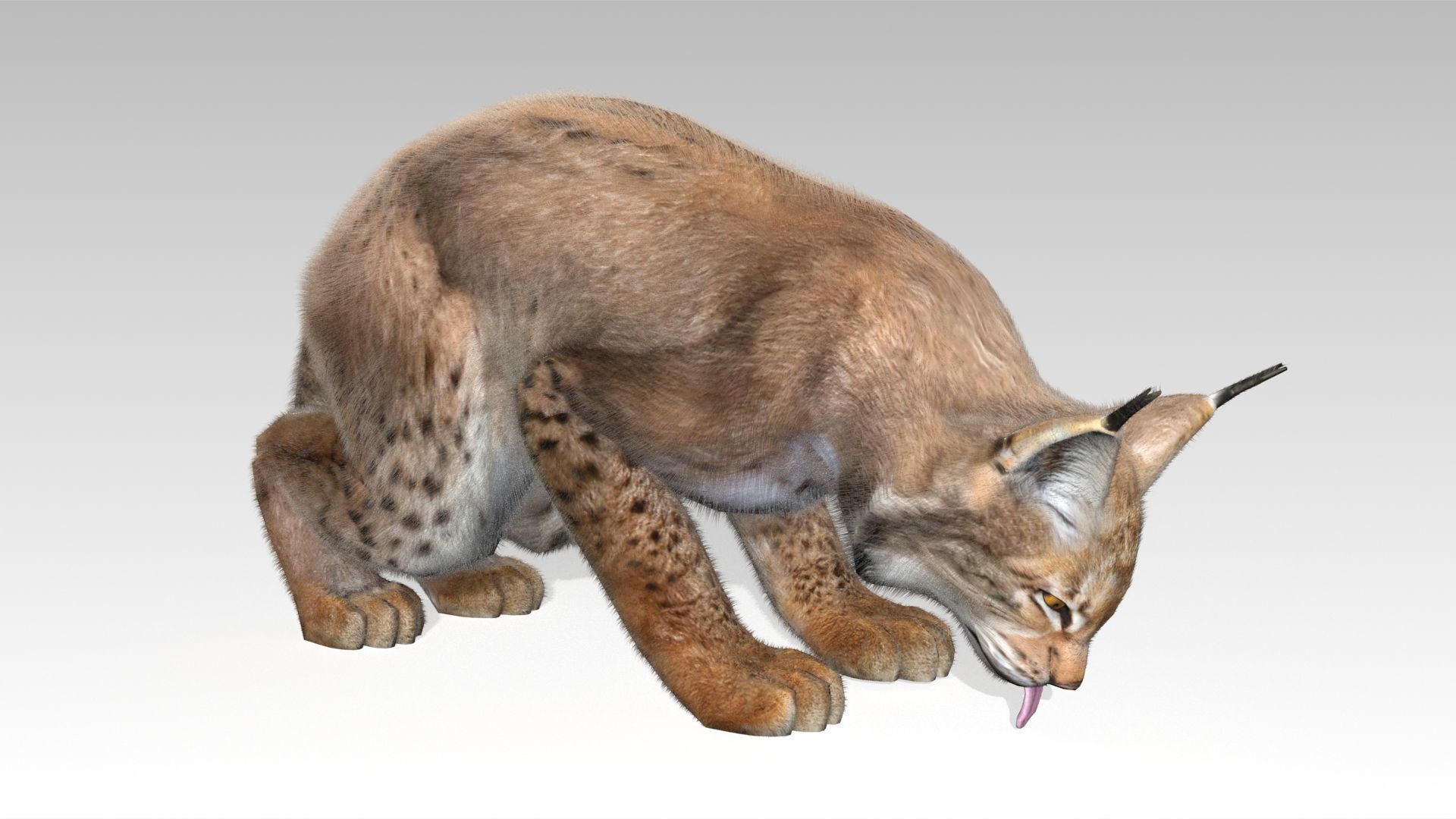 Lynx Animated Low-poly 3D model_9