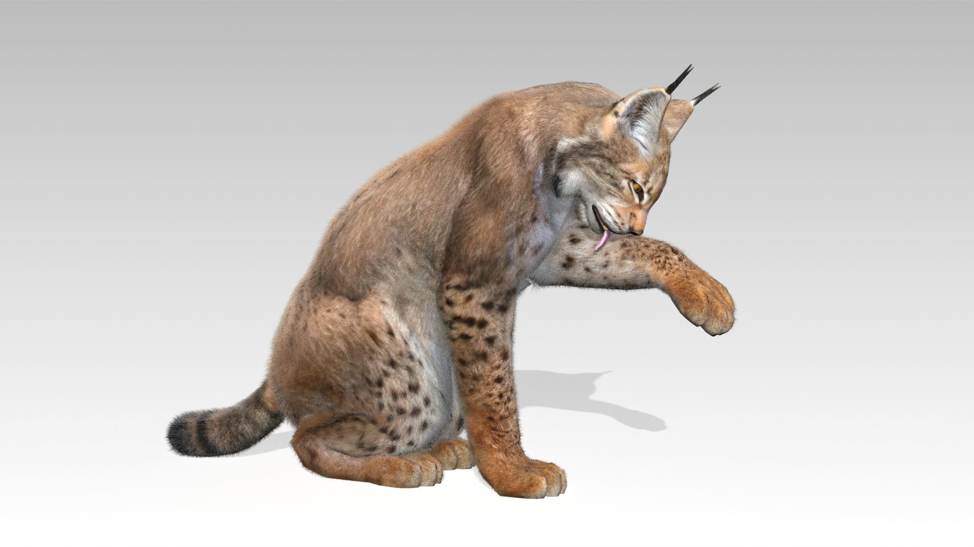 Lynx Animated Low-poly 3D model_3