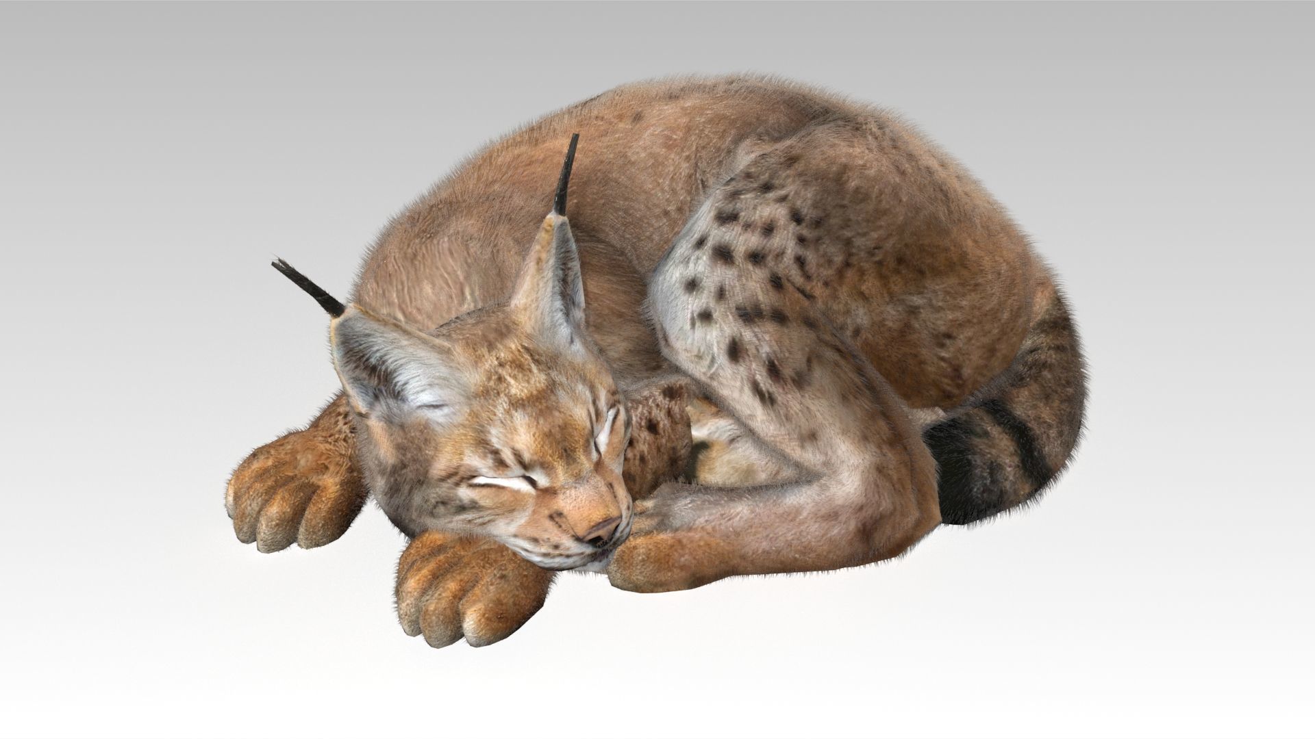 Lynx Animated Low-poly 3D model_7