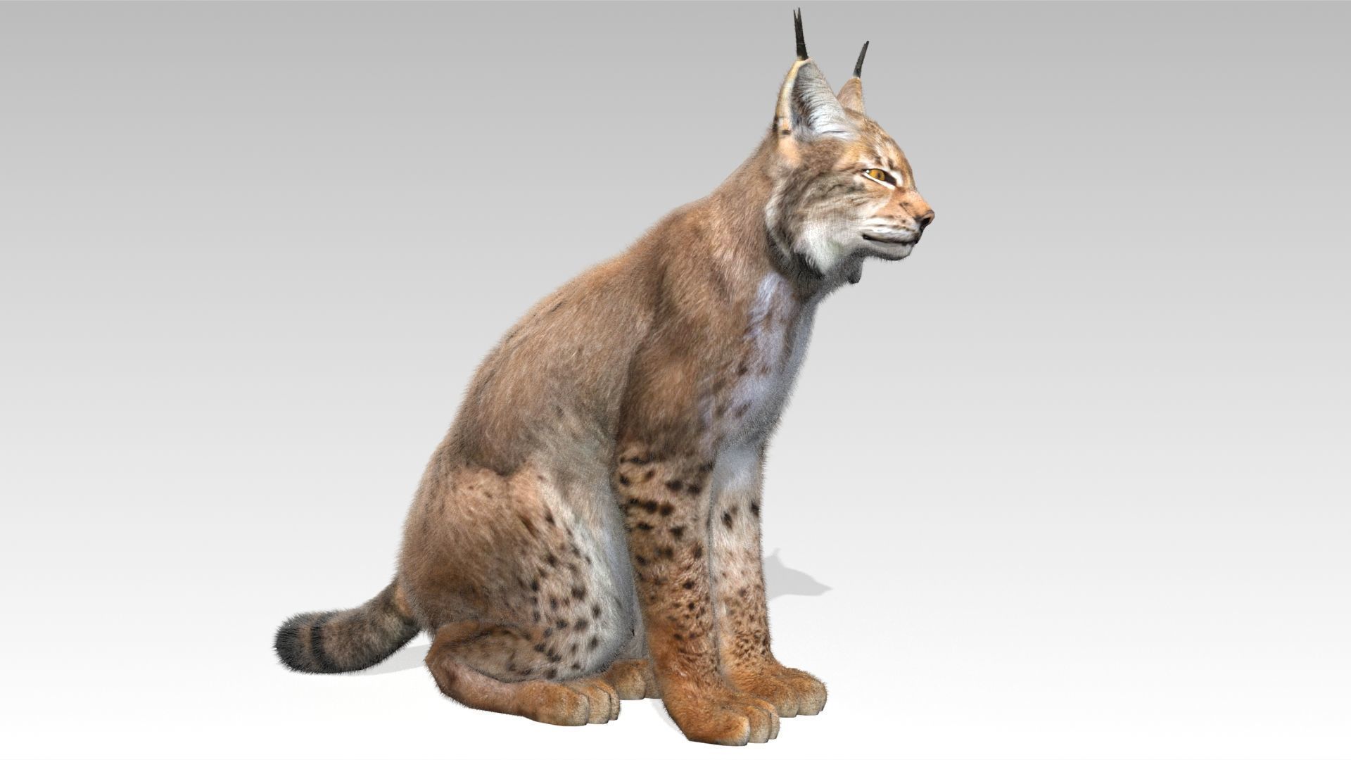 Lynx Animated Low-poly 3D model_5