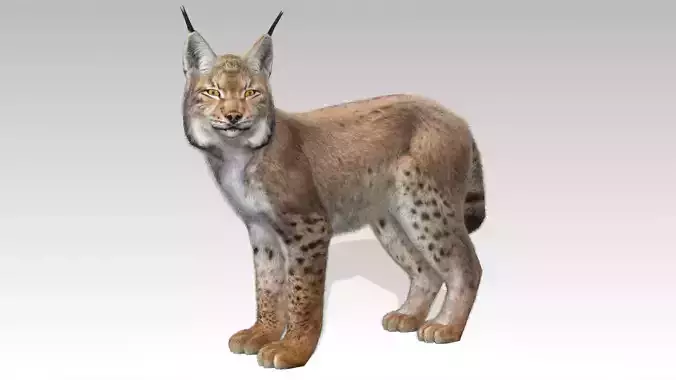 Lynx Animated Low-poly 3D model