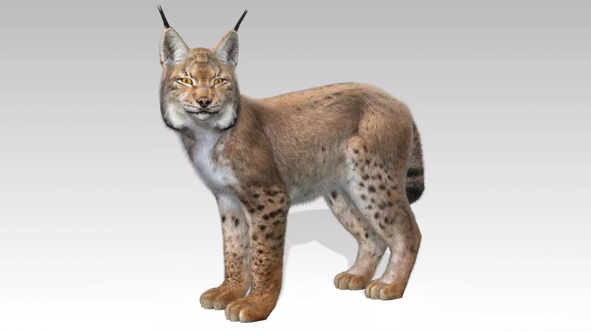 Lynx Animated Low-poly 3D model_0