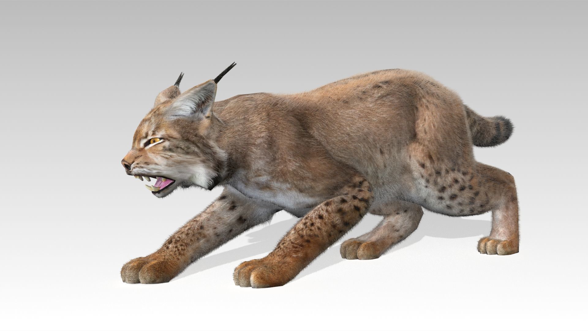 Lynx Animated Low-poly 3D model_8
