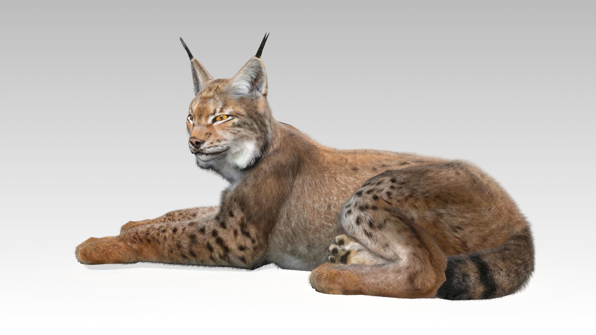 Lynx Animated Low-poly 3D model_6