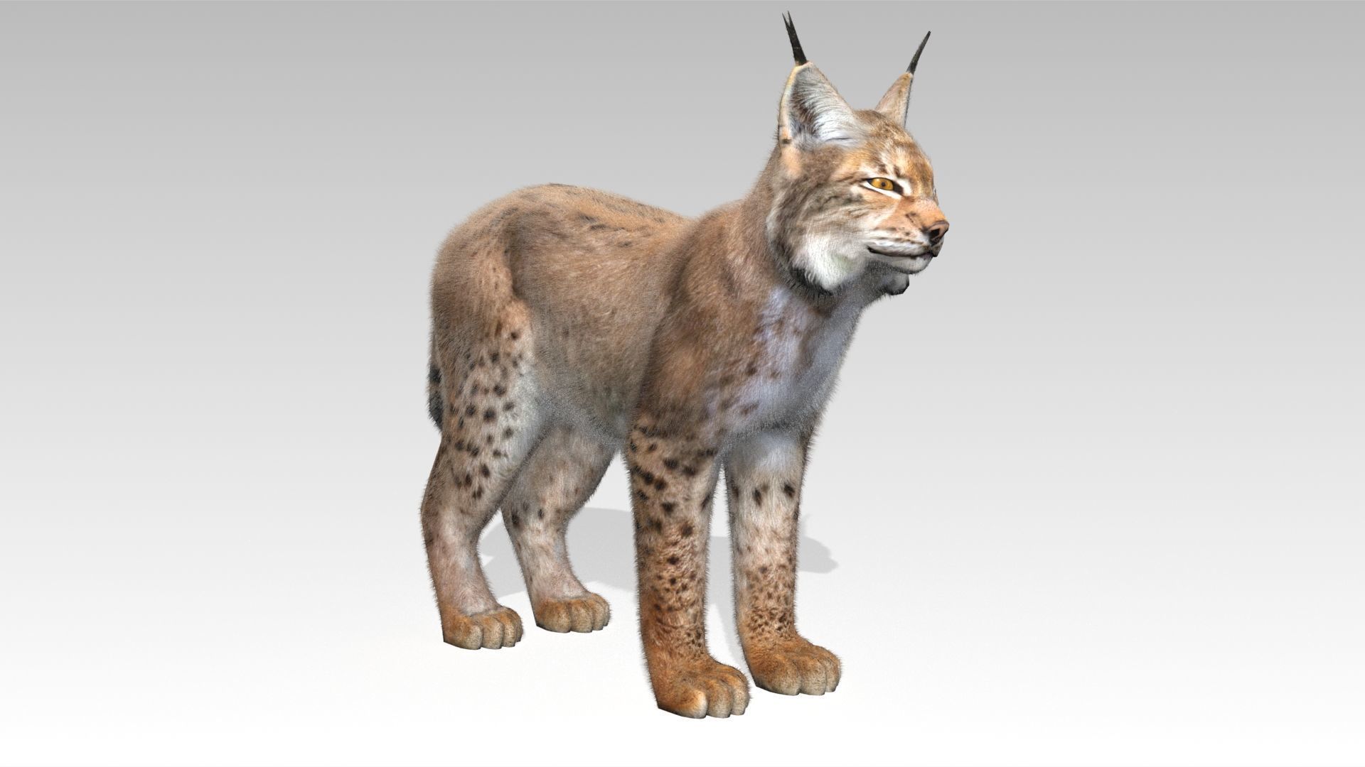Lynx Animated Low-poly 3D model_2
