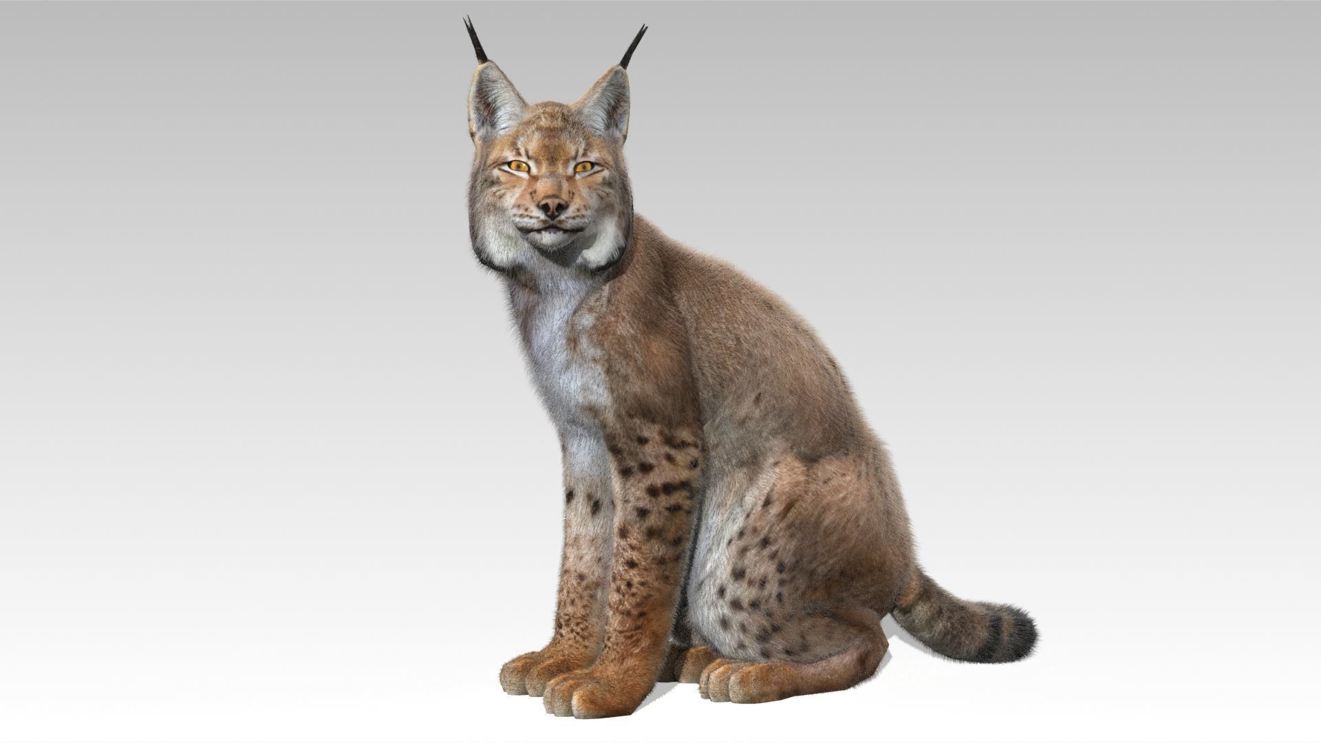 Lynx Animated Low-poly 3D model_4